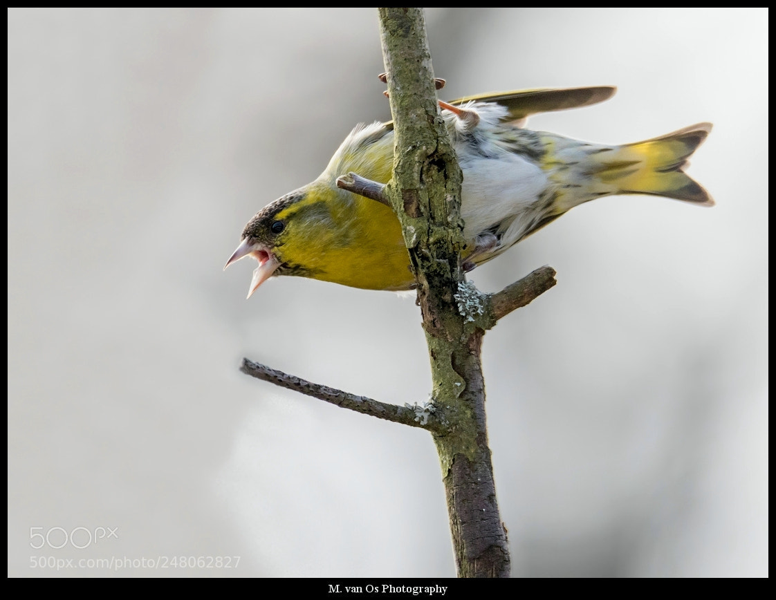 Canon EOS 7D Mark II sample photo. Eurasian siskin / sijs photography