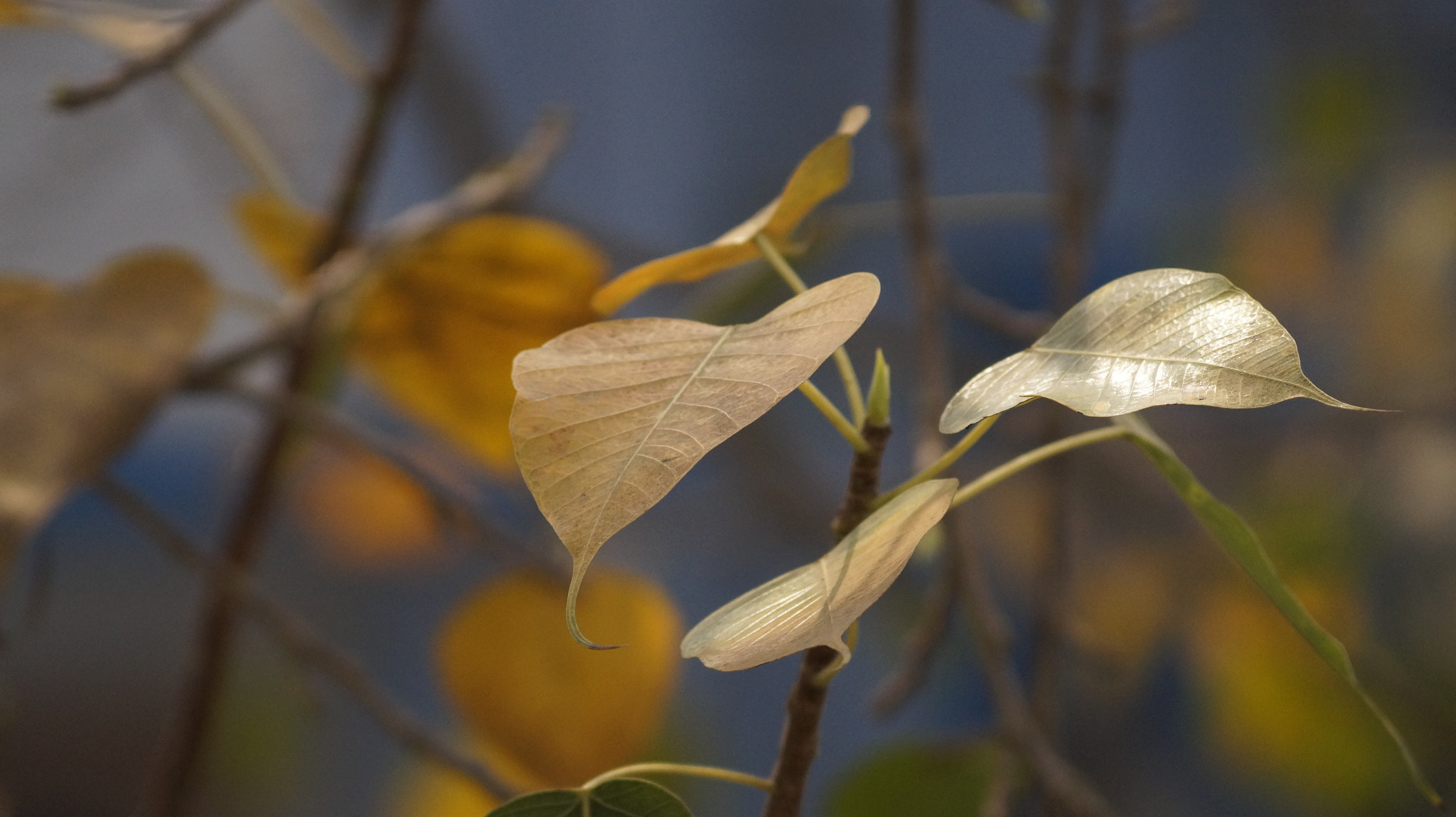 Sony DT 55-200mm F4-5.6 SAM sample photo. Time to say good bye photography