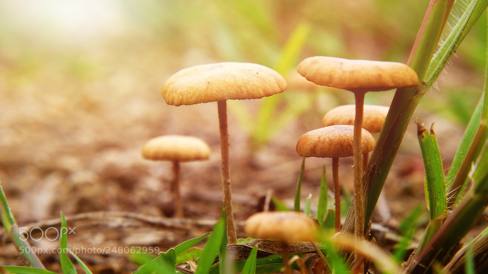 Fujifilm X-T10 sample photo. Mushrooms photography