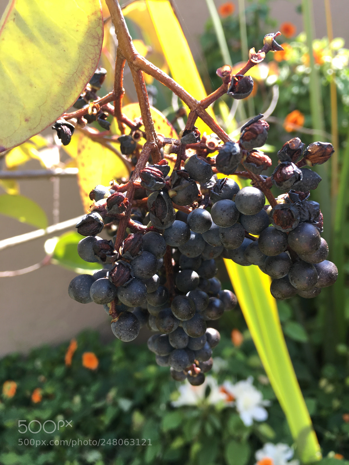 Apple iPhone 6s Plus sample photo. Nature is life photography