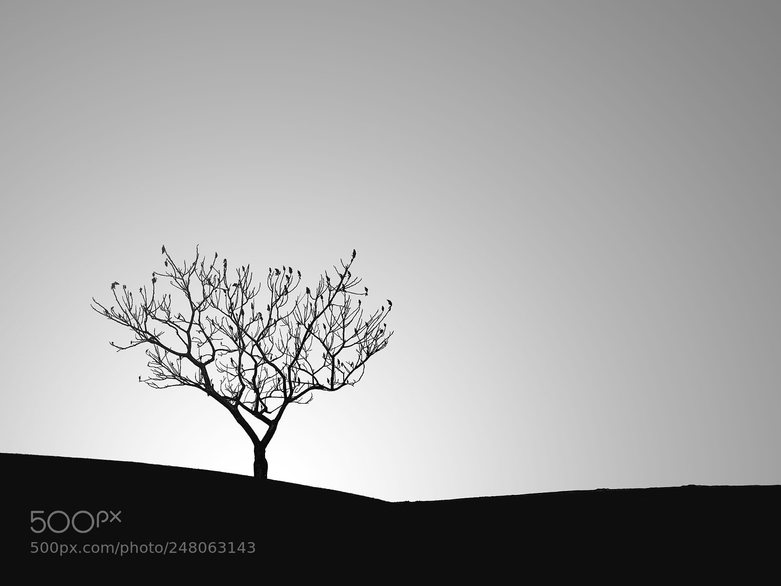 Xiaomi Redmi Note 4 sample photo. Backlit tree during sunset photography