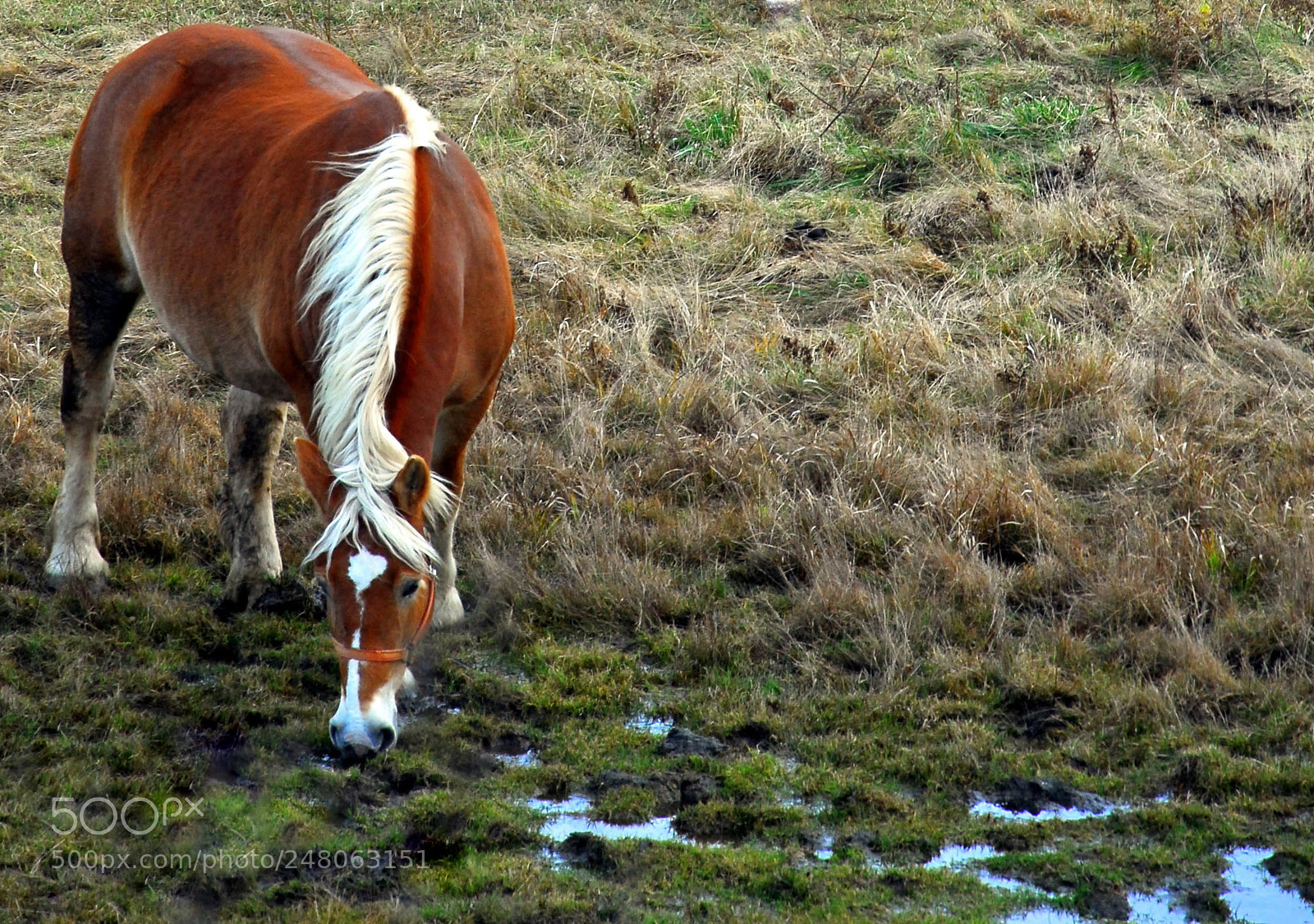 Nikon D200 sample photo. Grazing photography