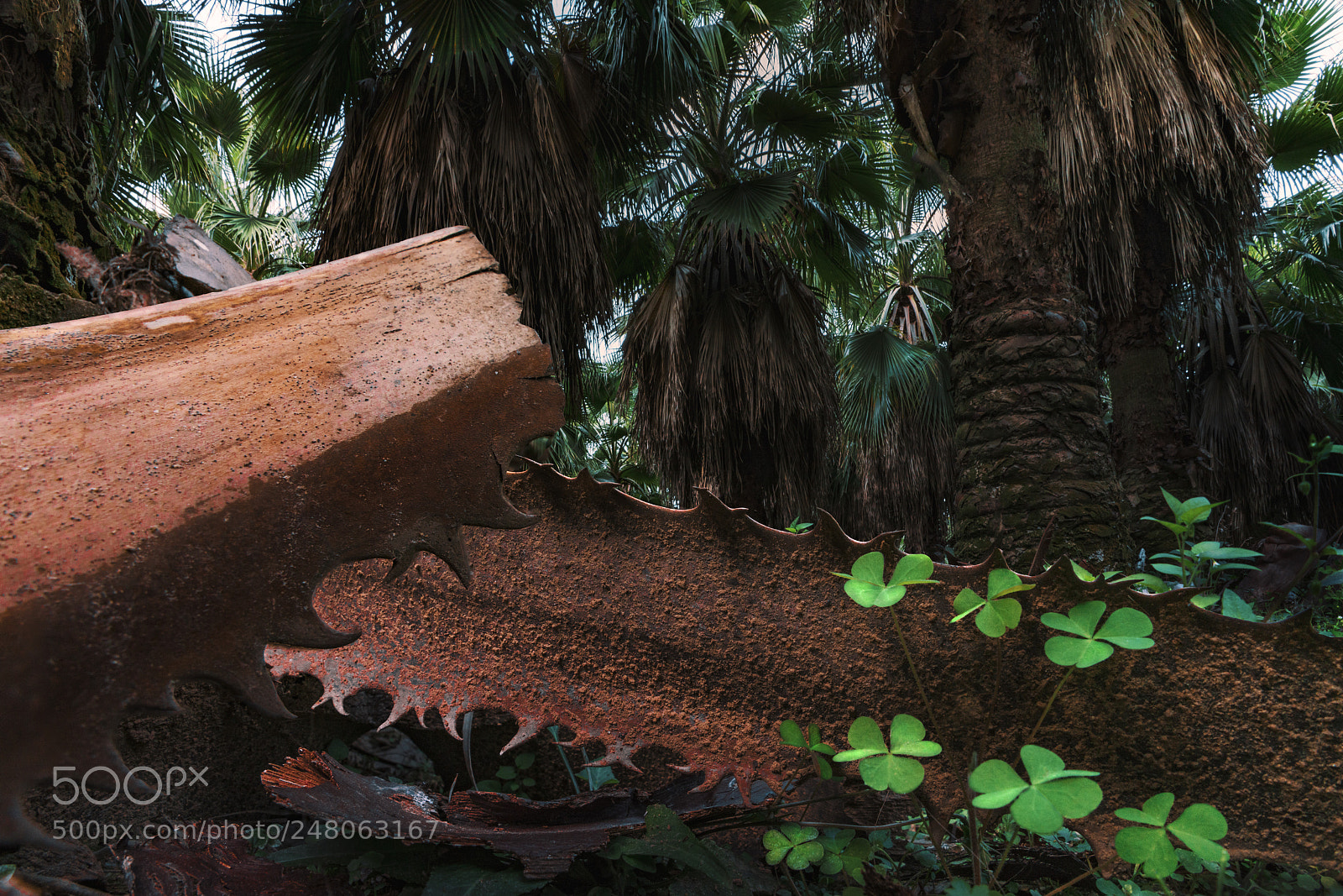 Sony a7R II sample photo. The execution ground's green photography