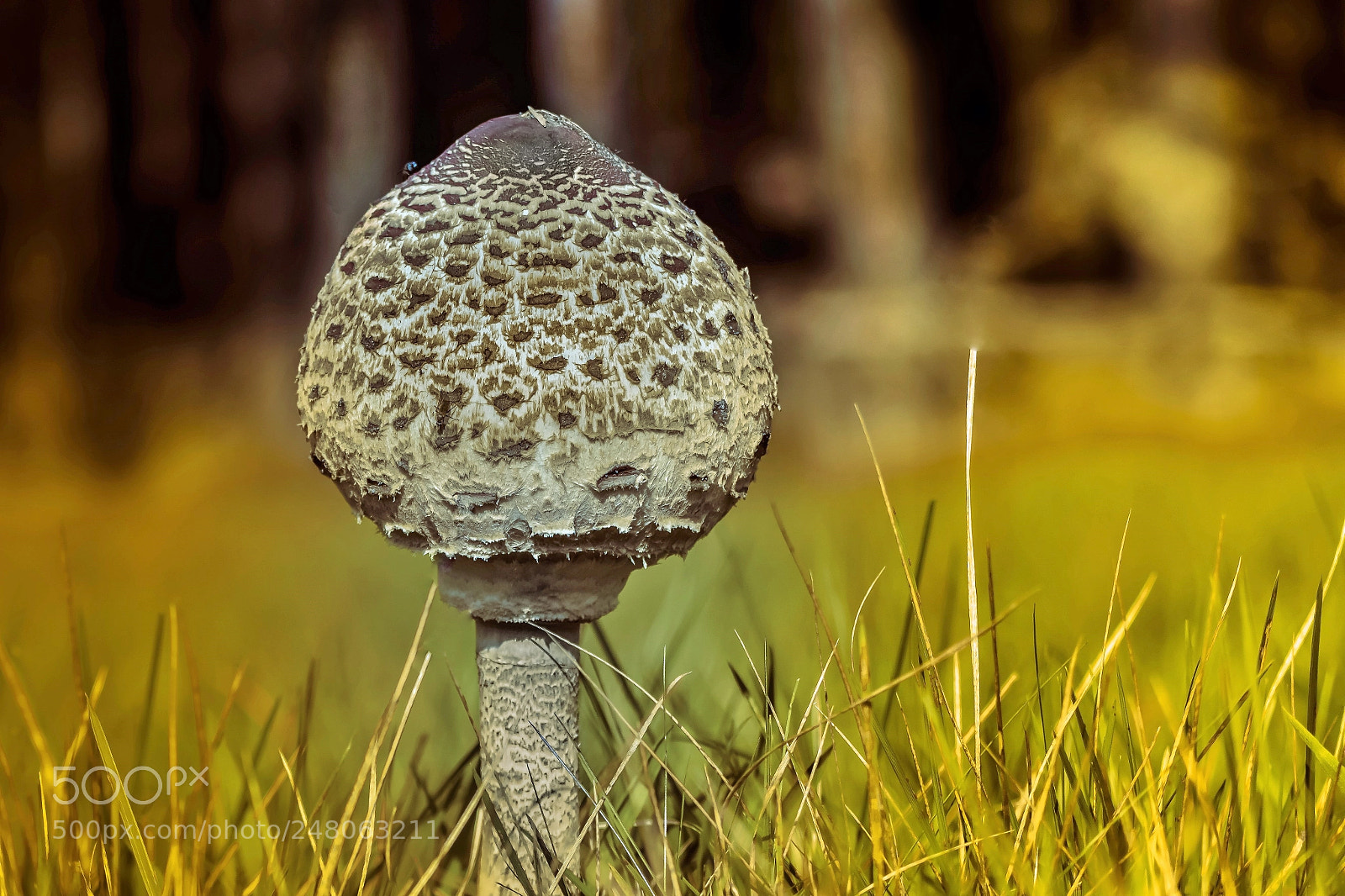 Nikon D5300 sample photo. Parasol mushroom /  macrolepiota procera photography