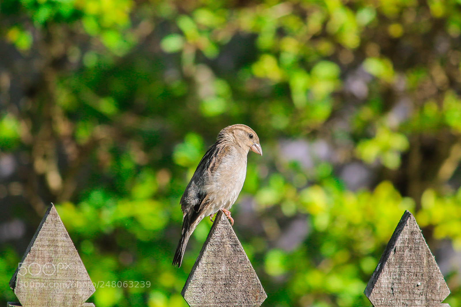 Canon EOS 1100D (EOS Rebel T3 / EOS Kiss X50) sample photo. Sparrow bird photography