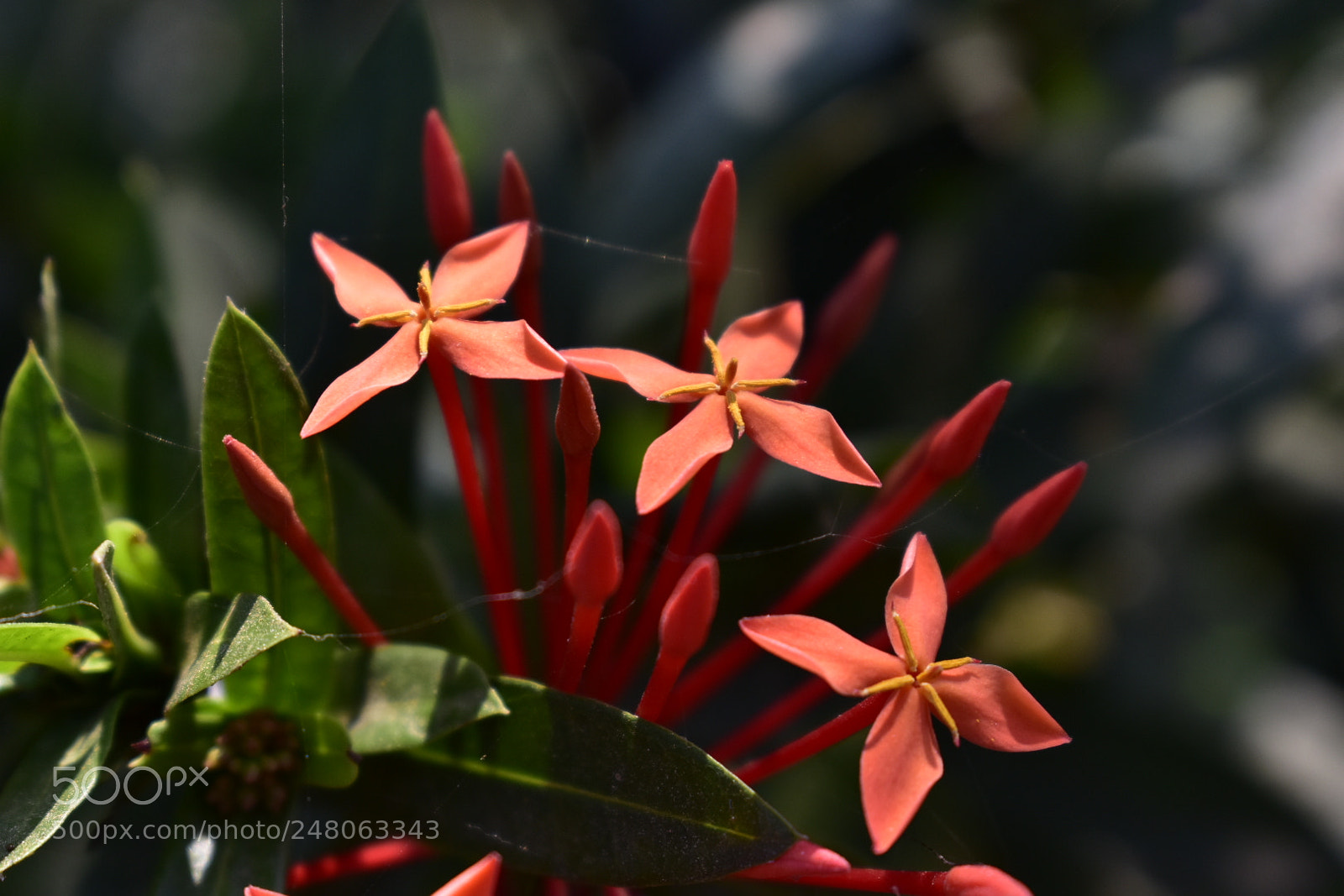 Nikon D3400 sample photo. Thetti photography