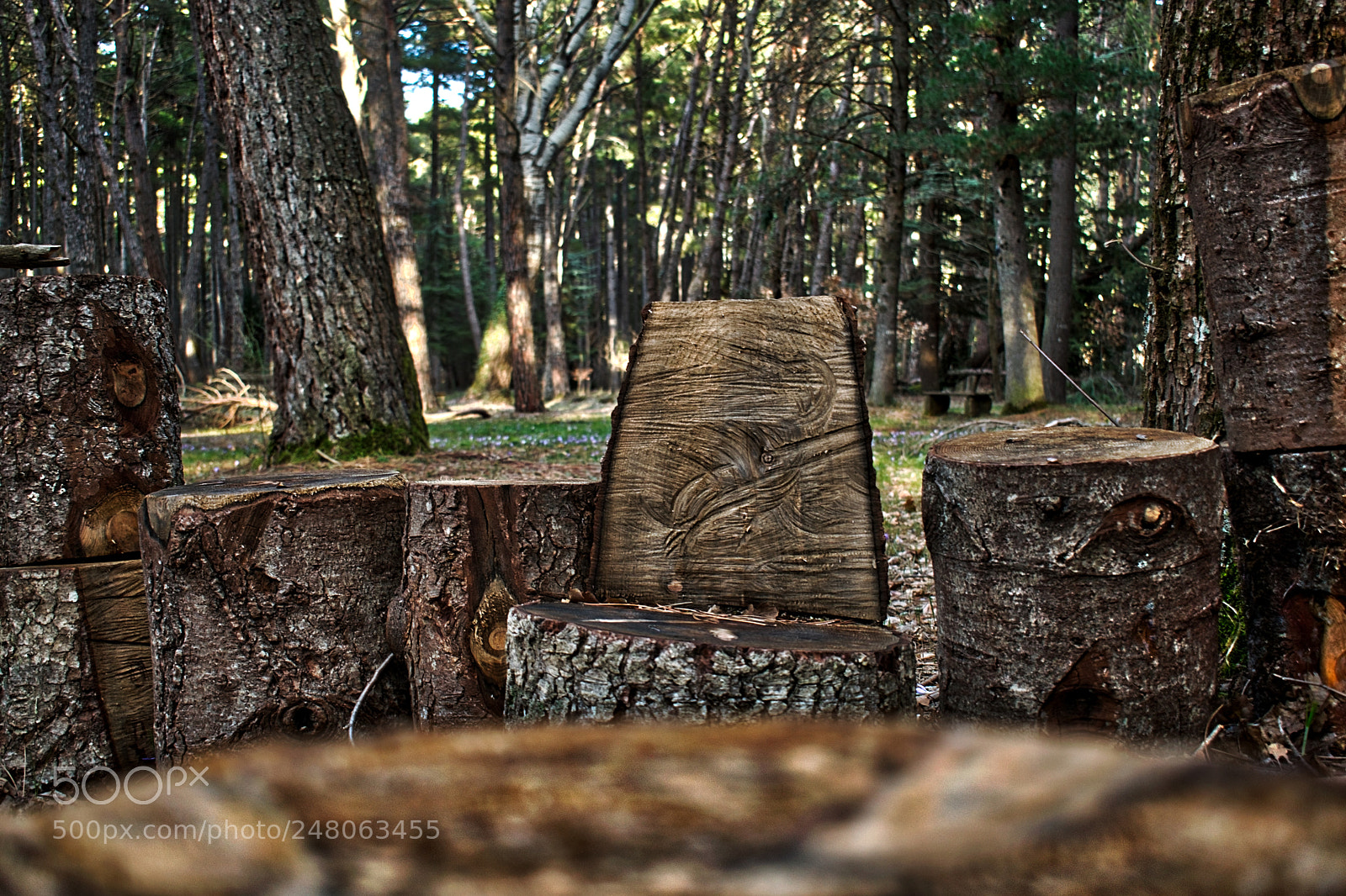 Nikon D5300 sample photo. The gathering photography