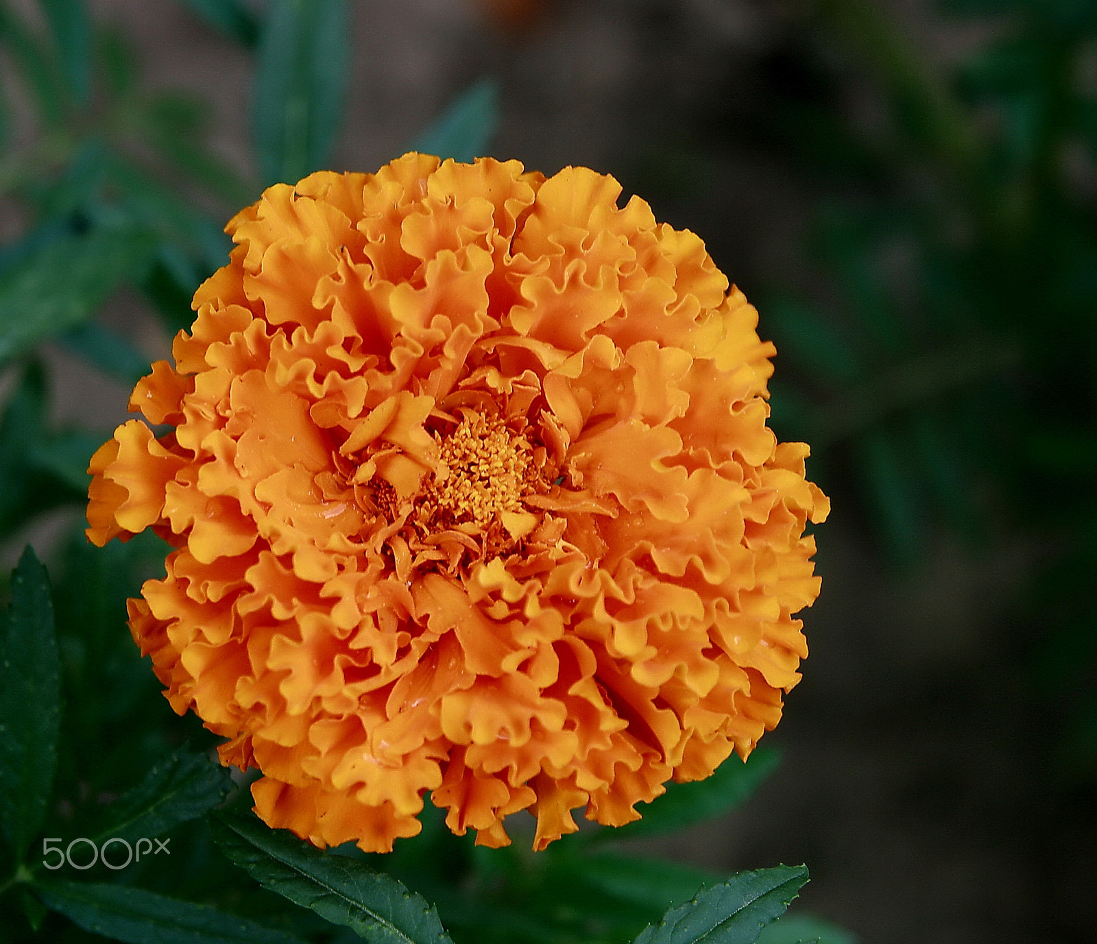 Sigma 17-70mm F2.8-4 DC Macro OS HSM sample photo. Cutie marigold photography