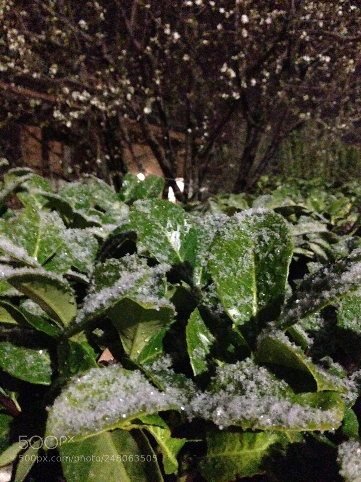 Apple iPhone 5c sample photo. Untitled photography