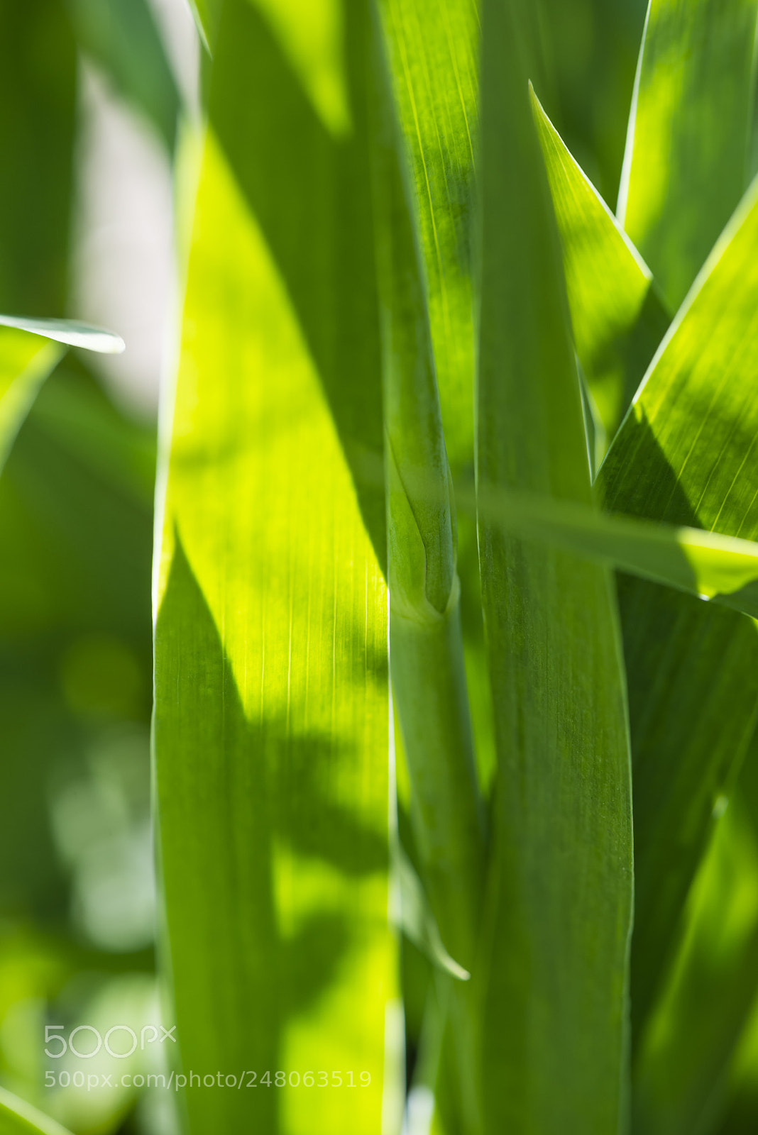 Nikon D800 sample photo. Green calamus leaves photography