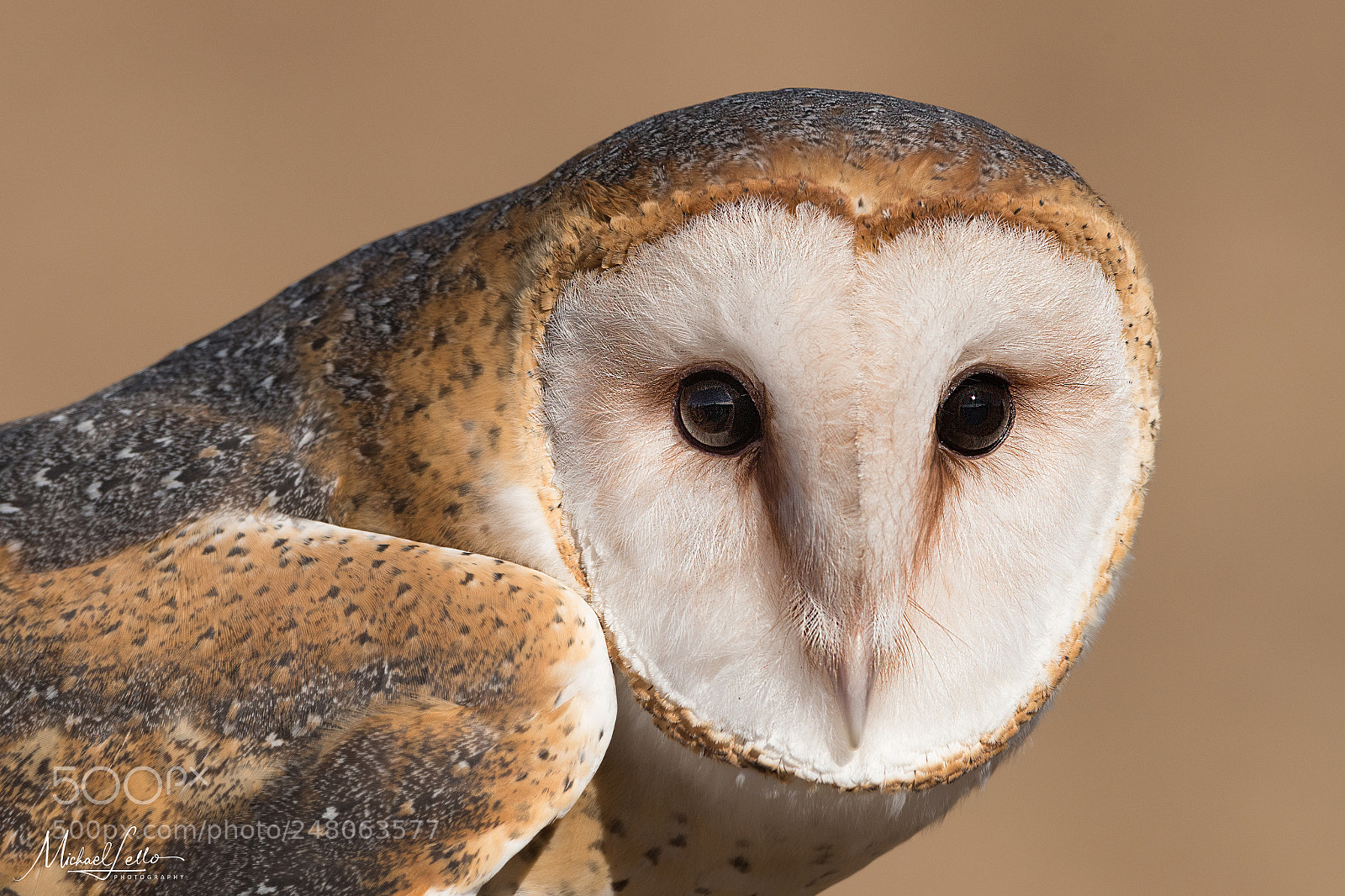 Nikon D500 sample photo. Barn owl photography