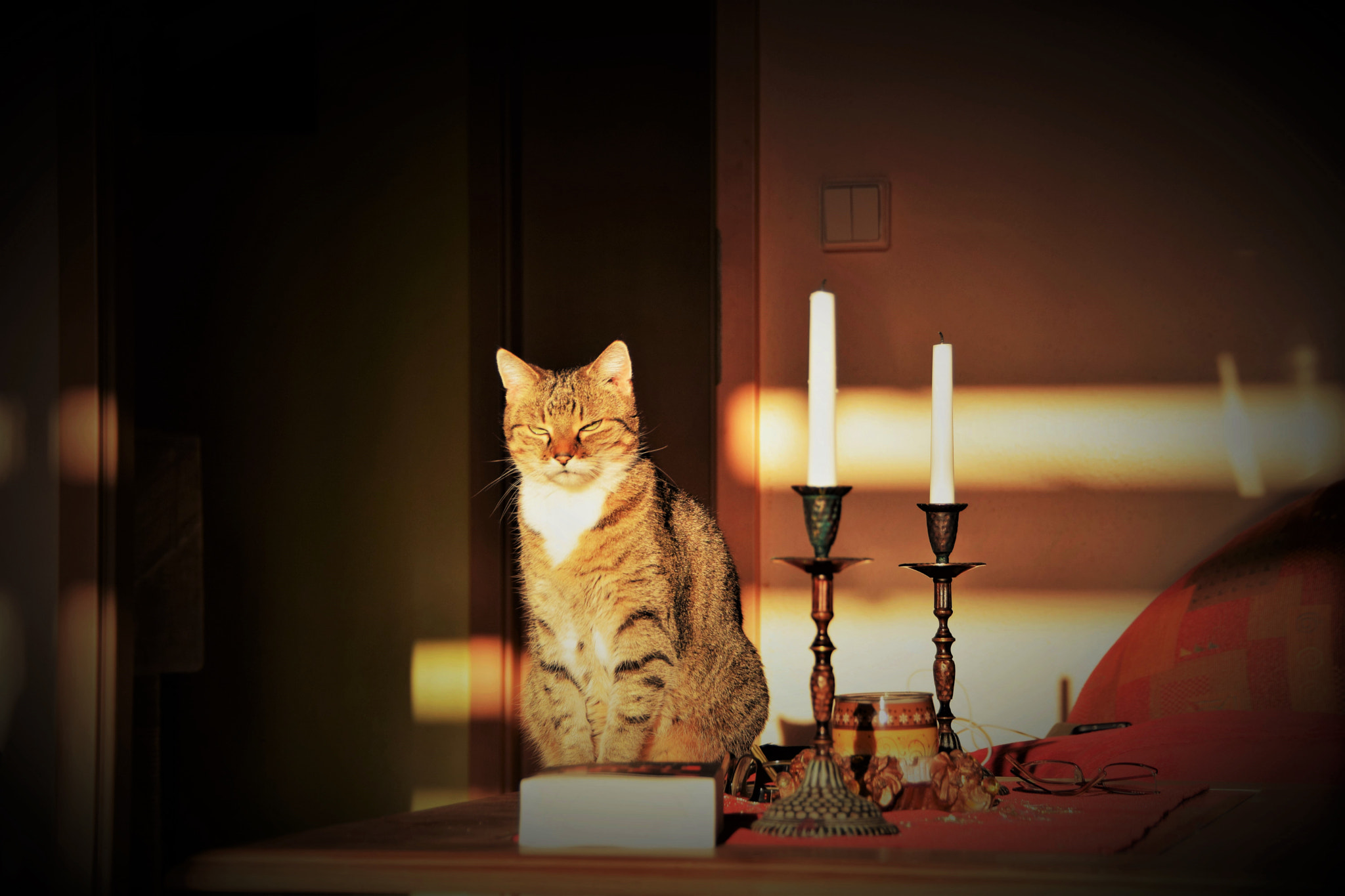 Nikon D5300 sample photo. Sun is good for older cats.. photography