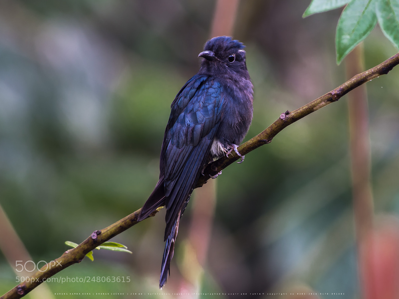 Nikon D810 sample photo. Drongo cuckoo photography