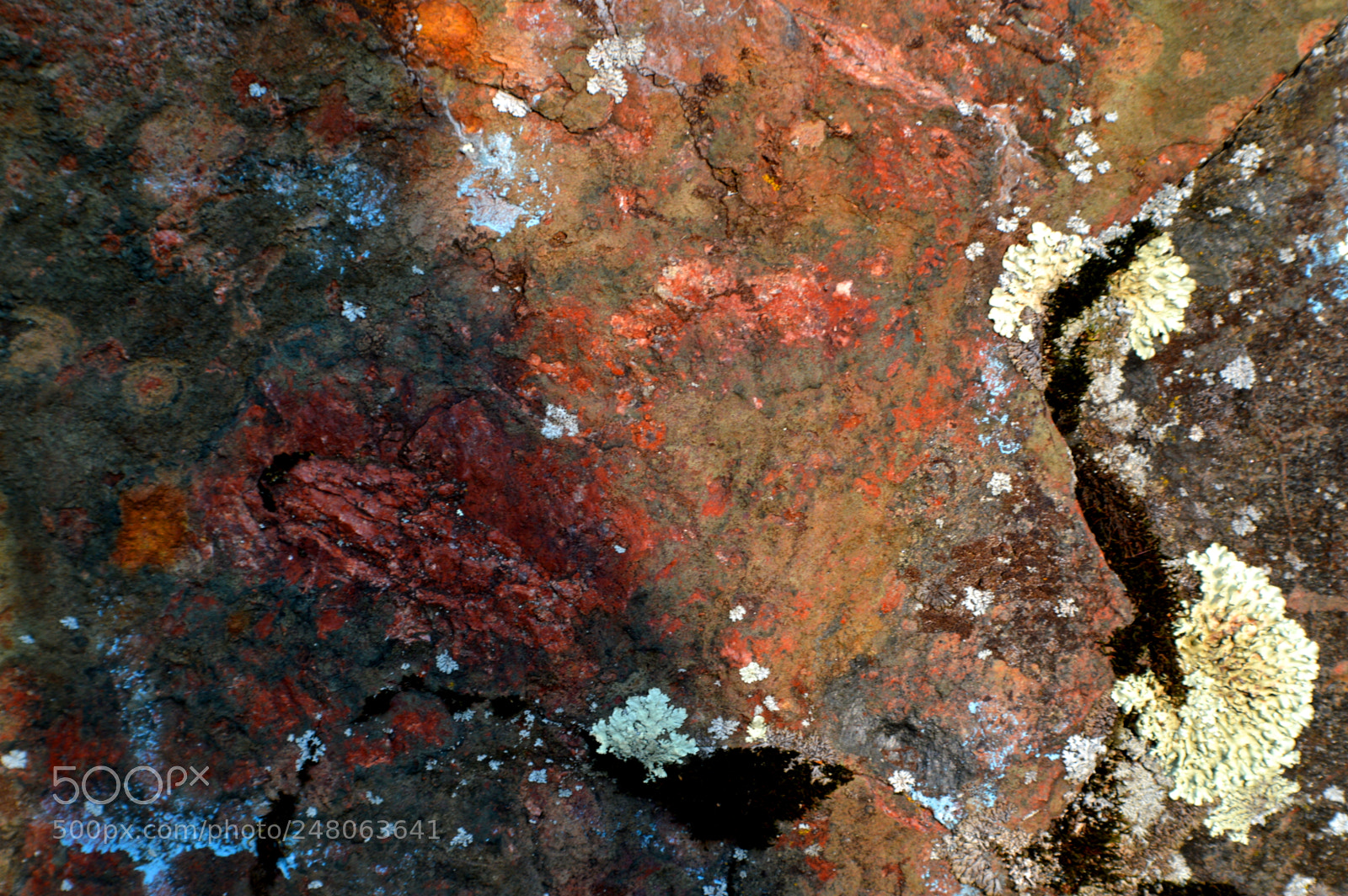 Nikon D3200 sample photo. Snake photography