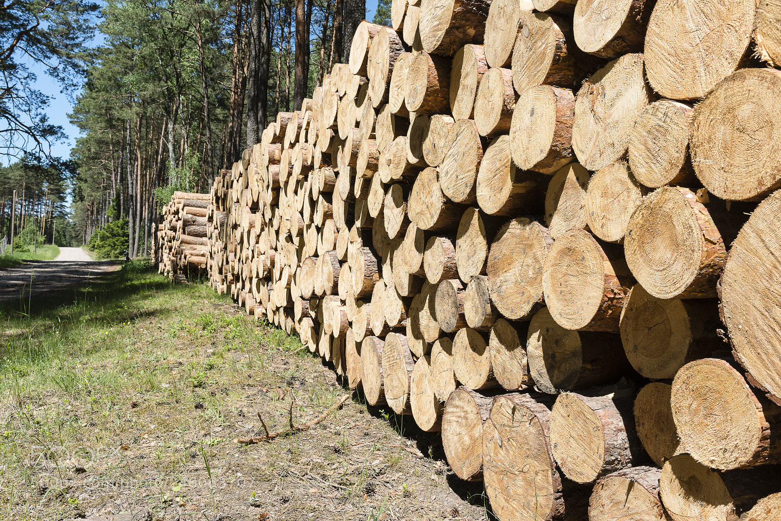 Nikon D800 sample photo. Big wall of woodpile photography