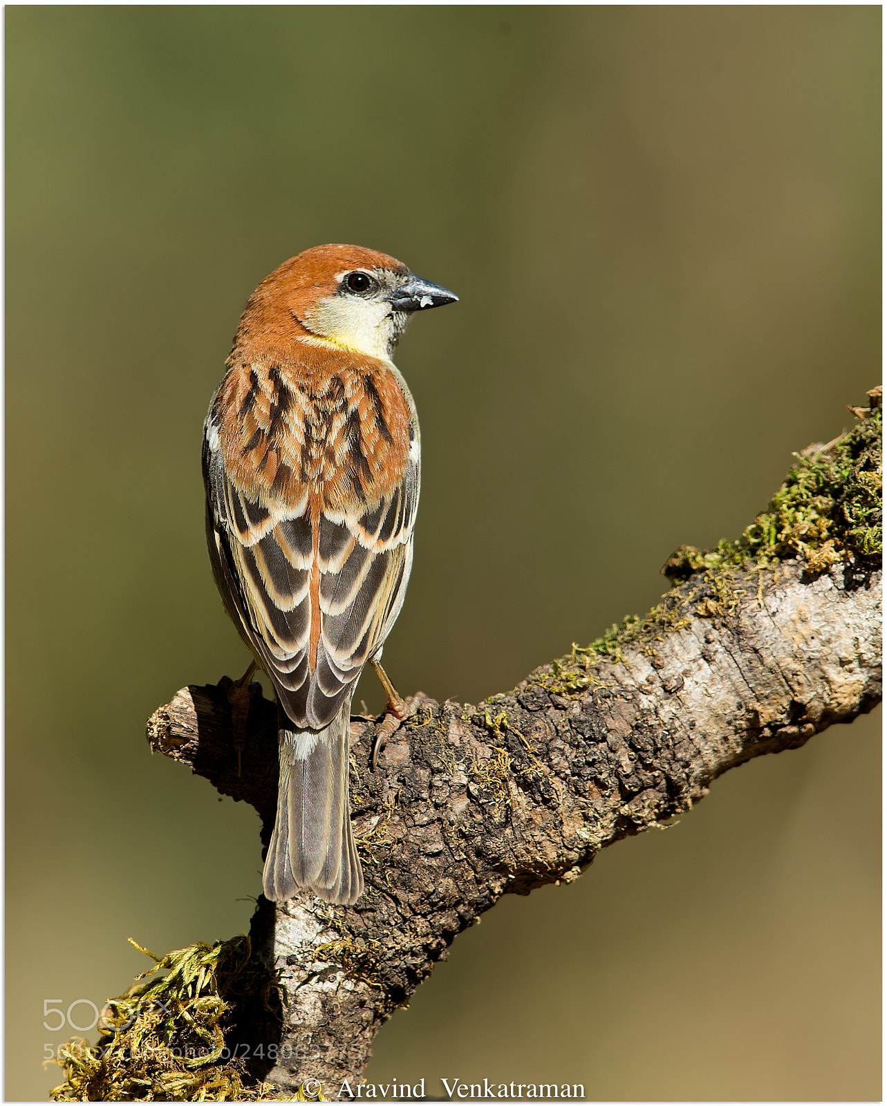 Canon EOS-1D X sample photo. Russet sparrow photography