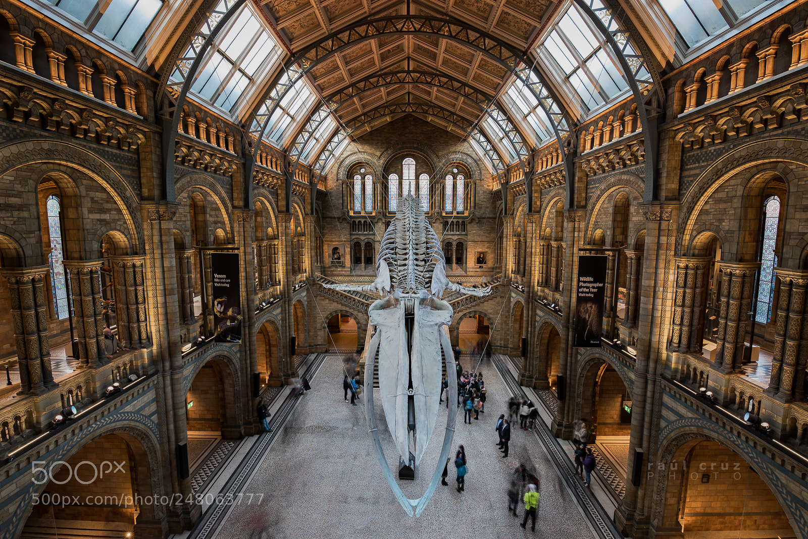 Nikon D810 sample photo. Blue whale at natural photography