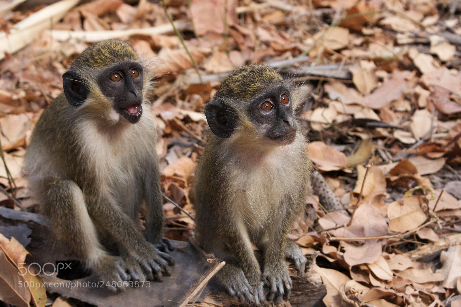 Sony Alpha DSLR-A700 sample photo. Two green vervet monkeys photography