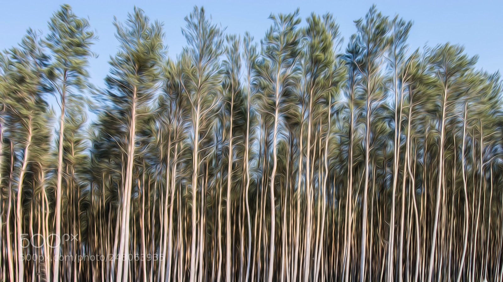 Nikon D7100 sample photo. Trees photography