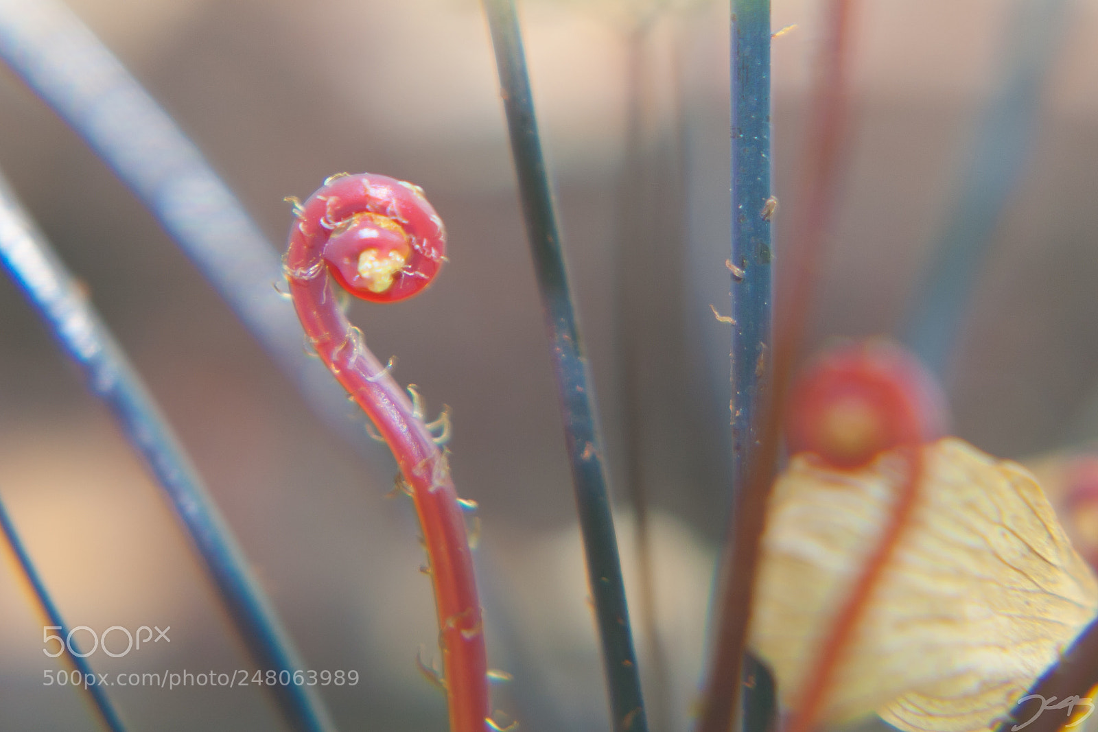 Canon EOS 30D sample photo. Fern photography