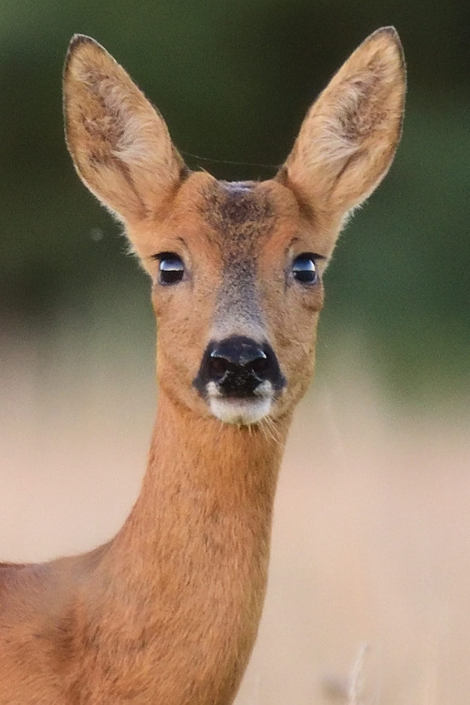 Nikon D5300 + Sigma 70-200mm F2.8 EX DG OS HSM sample photo. Roe deer in the wild photography