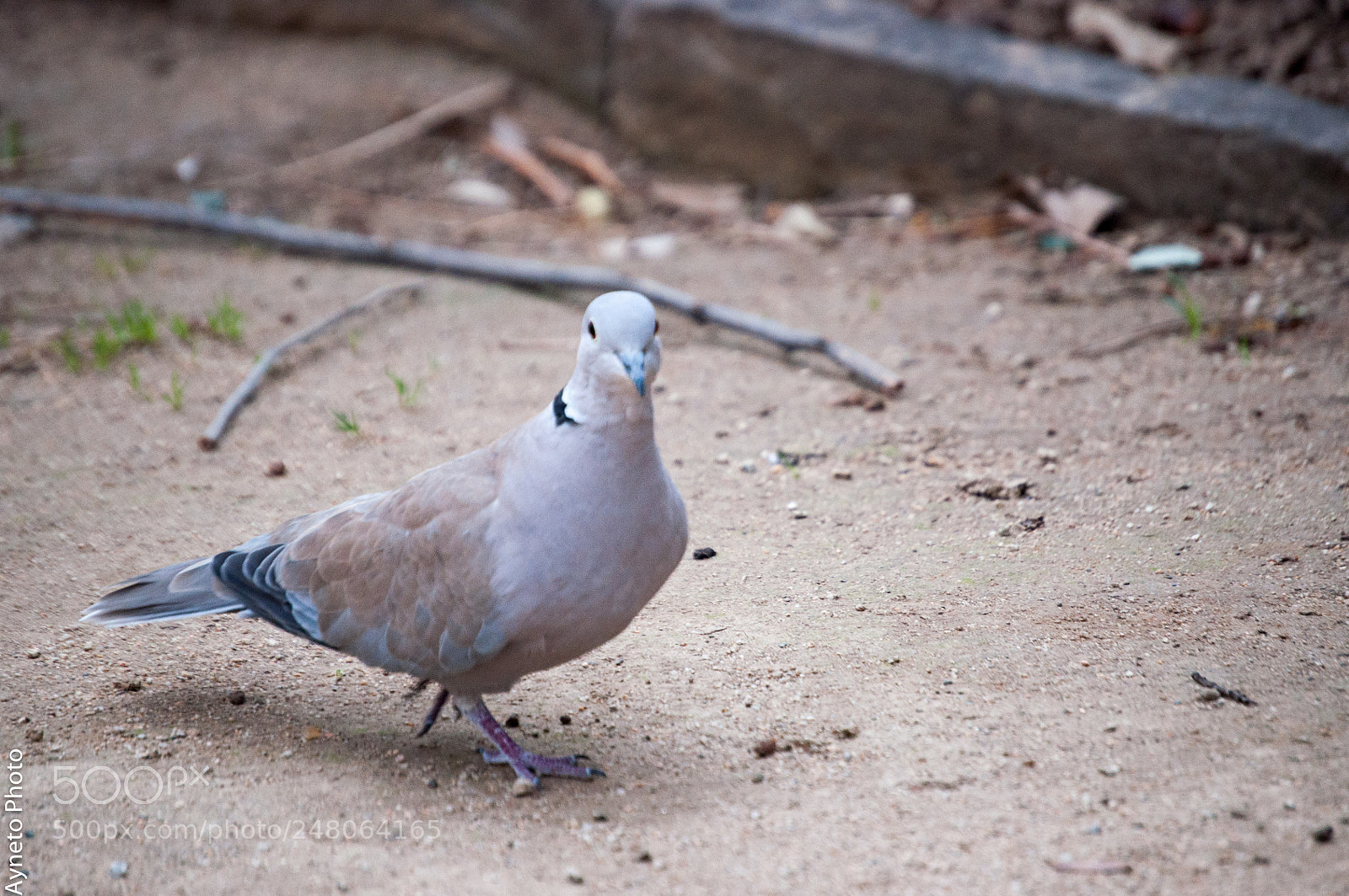 Nikon D5000 sample photo. Tortorabcn photography