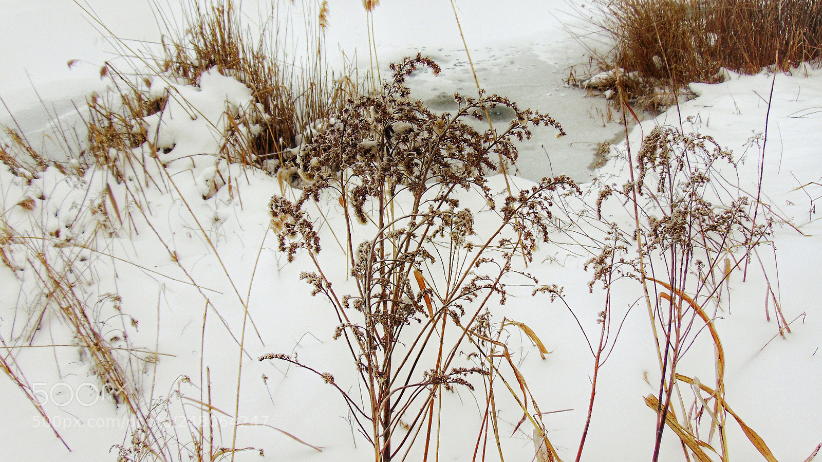Sony Cyber-shot DSC-H300 sample photo. Winter blues photography