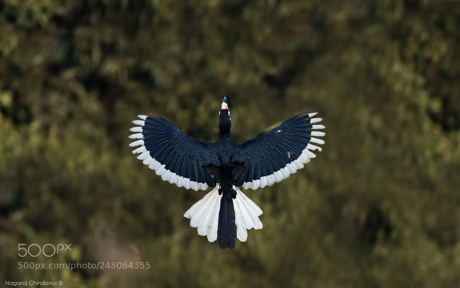 Nikon D5 sample photo. Malabar pied hornbill photography