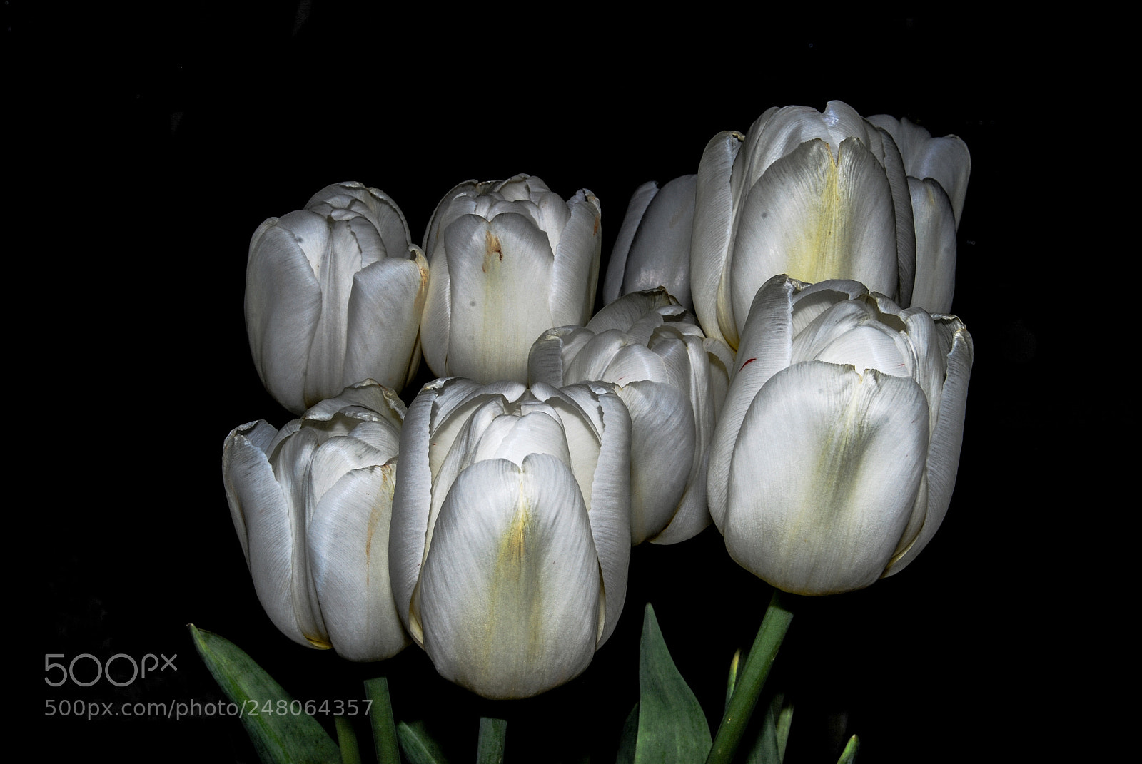 Nikon D40X sample photo. Toulipes in a vase photography