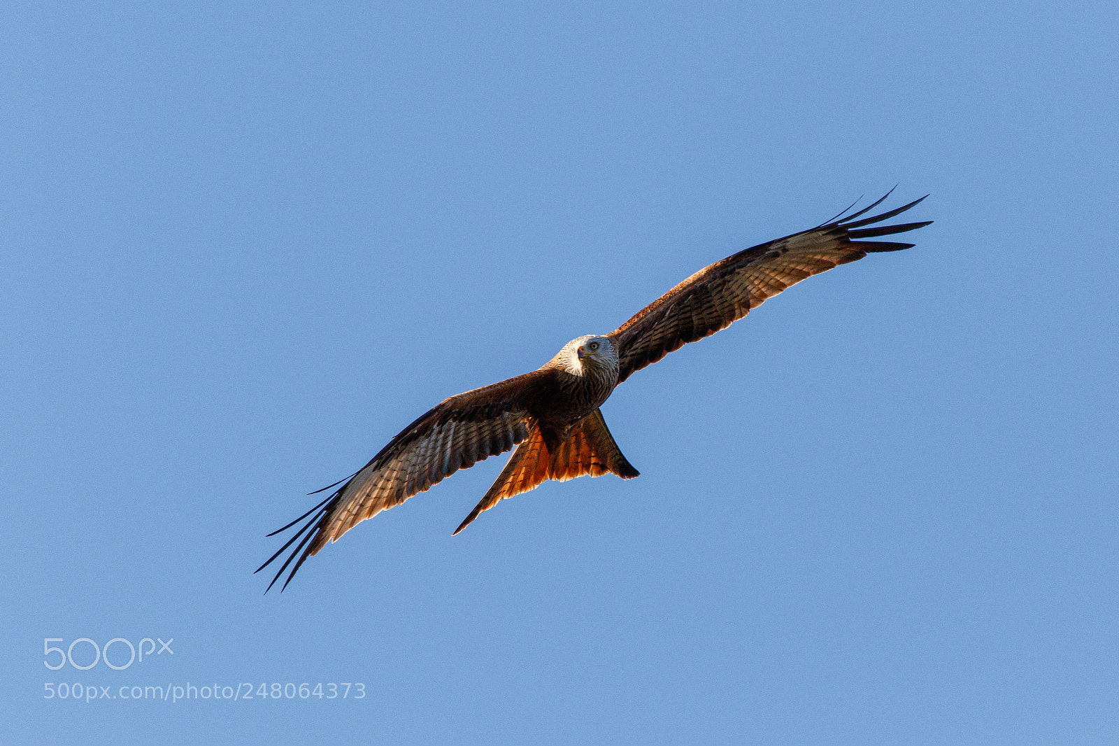 Canon EOS 7D Mark II sample photo. Red kite #2 photography