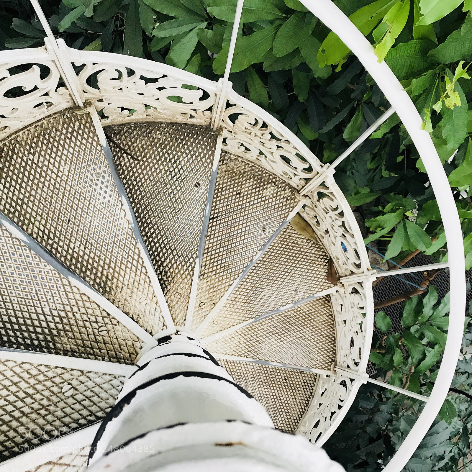 Apple iPhone 7 sample photo. Aurea ladder in garden photography