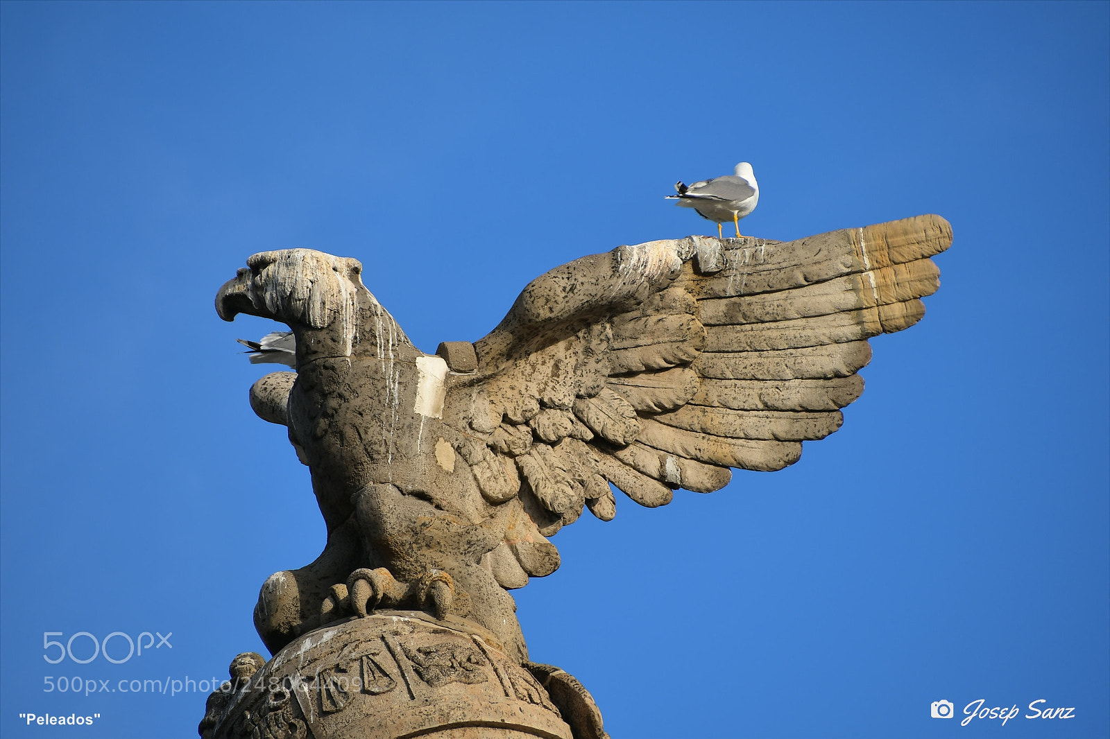 Nikon D7500 sample photo. Peleados photography