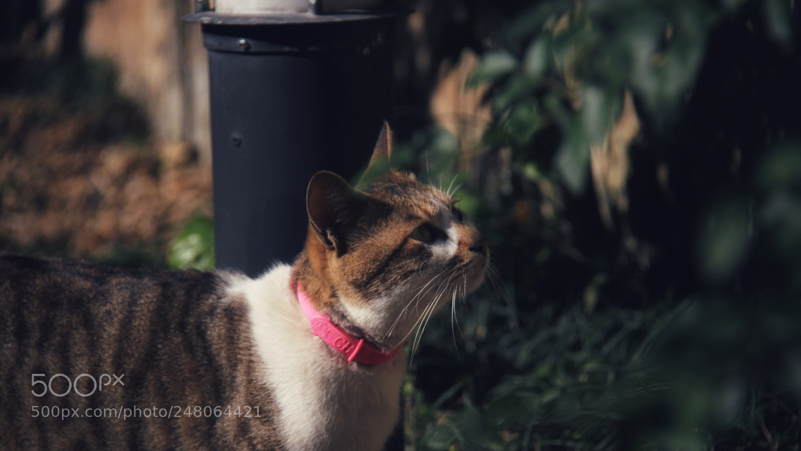 Canon EOS 60D sample photo. Untitled photography