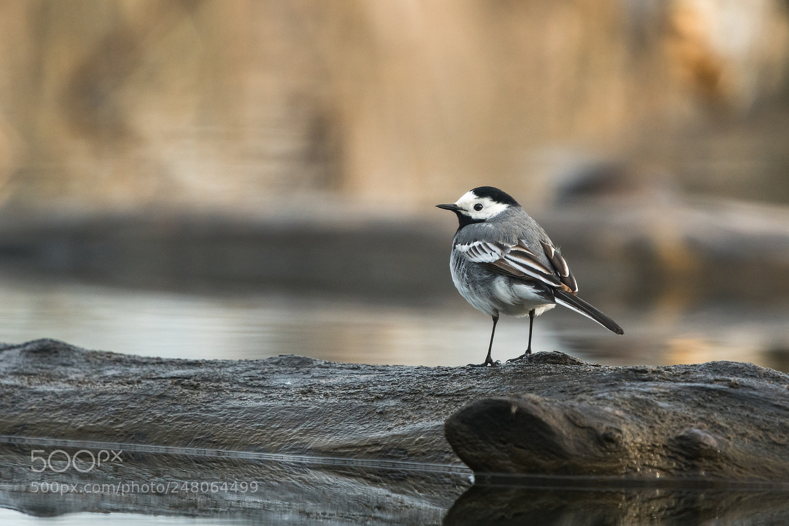 Nikon D500 sample photo. White wagtail (motacilla alba) photography