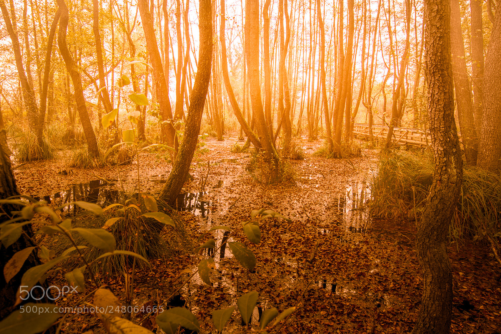 Nikon D7100 sample photo. Fall at the swamps photography