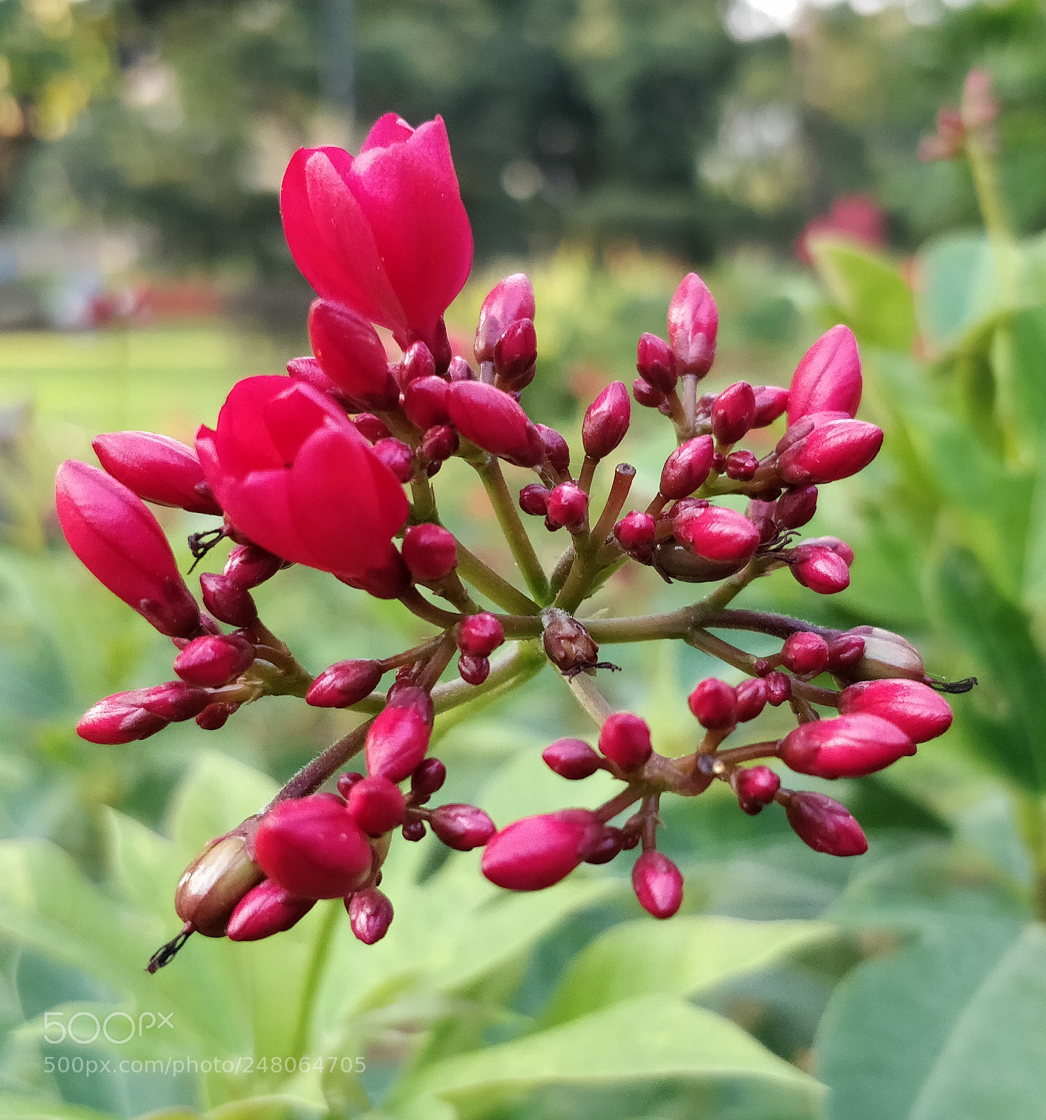 OnePlus 5 sample photo. Florescence photography