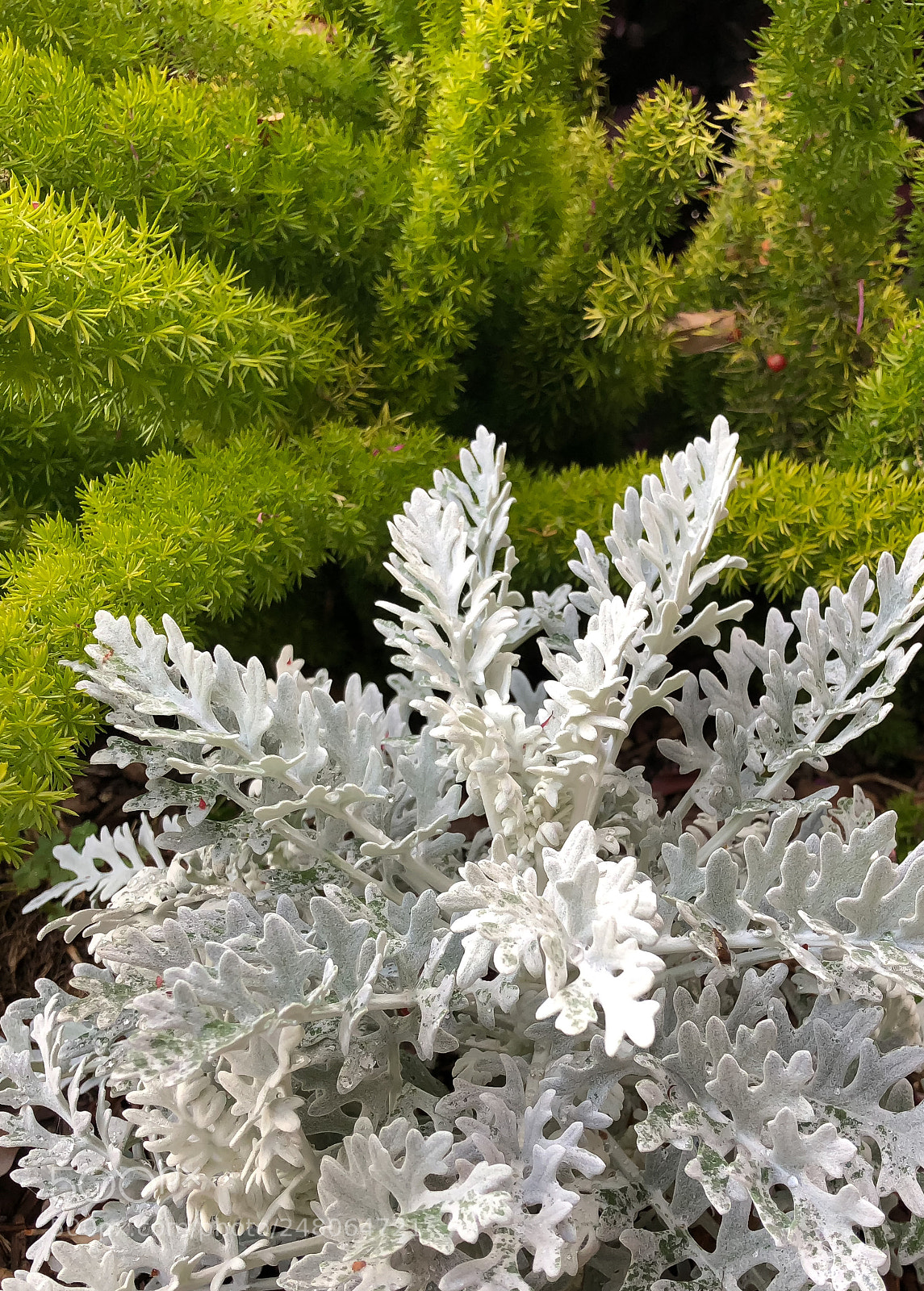 Apple iPhone 8 Plus sample photo. Dusty miller photography