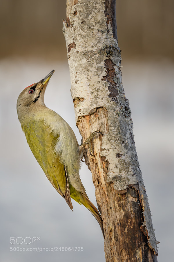 Canon EOS-1D X sample photo. Grey-headed woodpecker photography