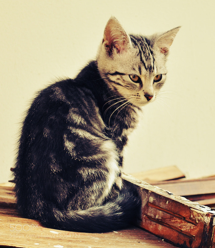 Nikon D90 sample photo. Kitten photography