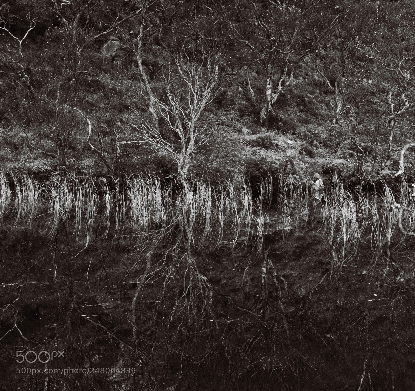 Nikon D800E sample photo. Birch reflections photography