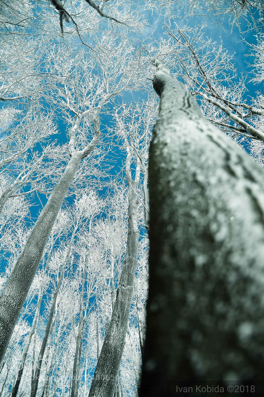 Nikon D500 sample photo. Winter day photography