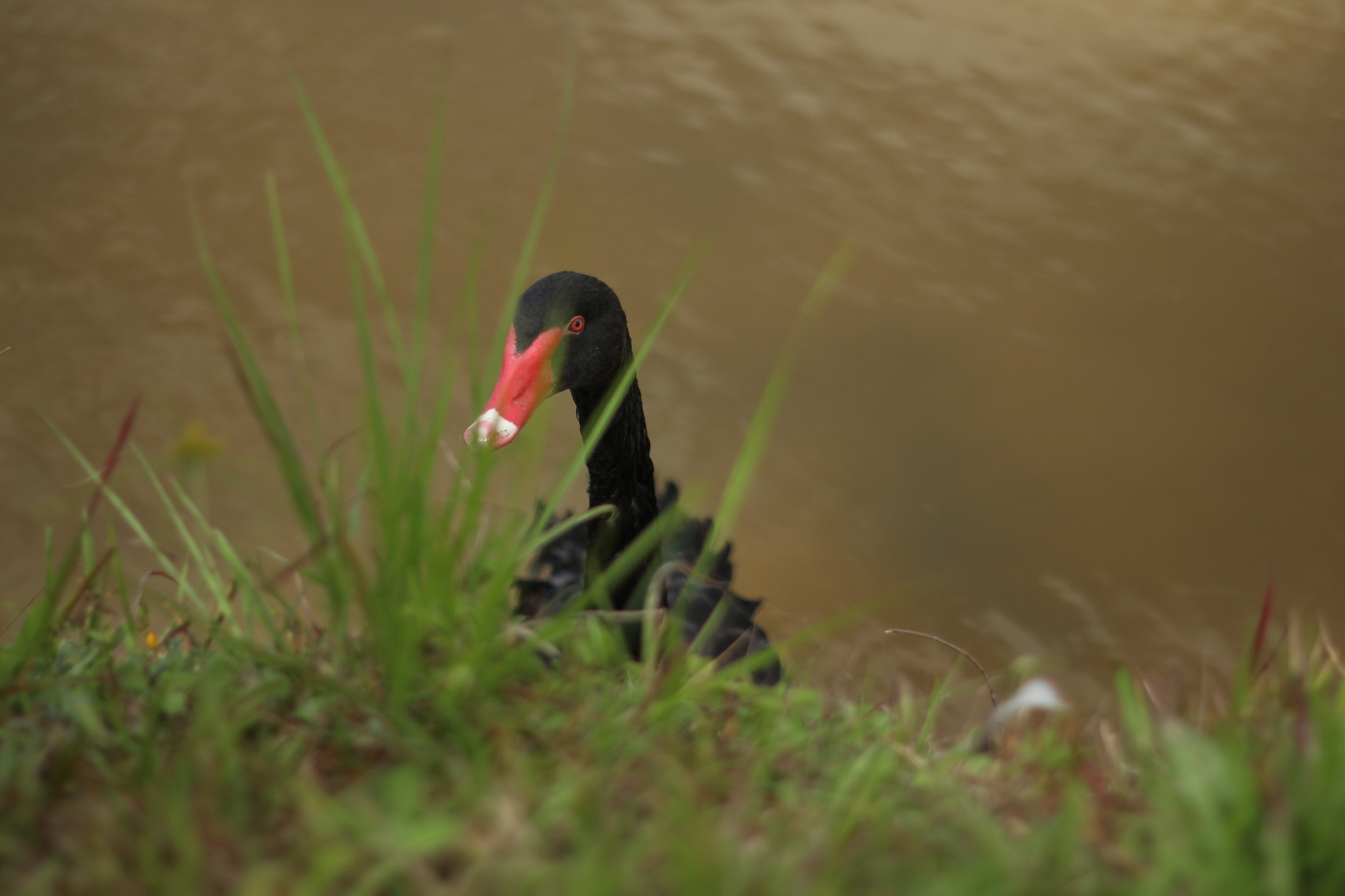 Canon EOS 700D (EOS Rebel T5i / EOS Kiss X7i) + Canon EF 50mm f/1.8 sample photo. Cisne preto do zóio vermelho photography