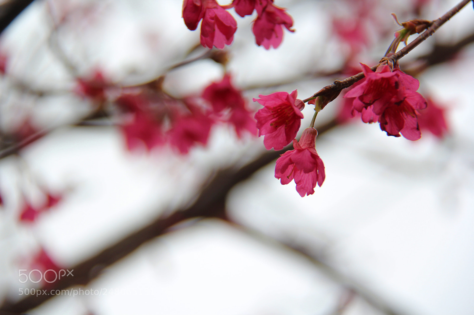 Canon EOS 60D sample photo. Untitled photography