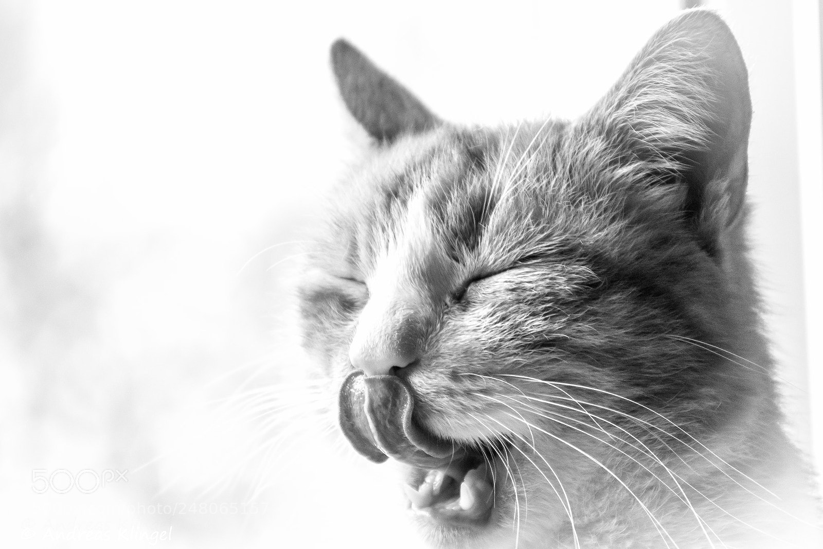 Nikon D5300 sample photo. Cat photography
