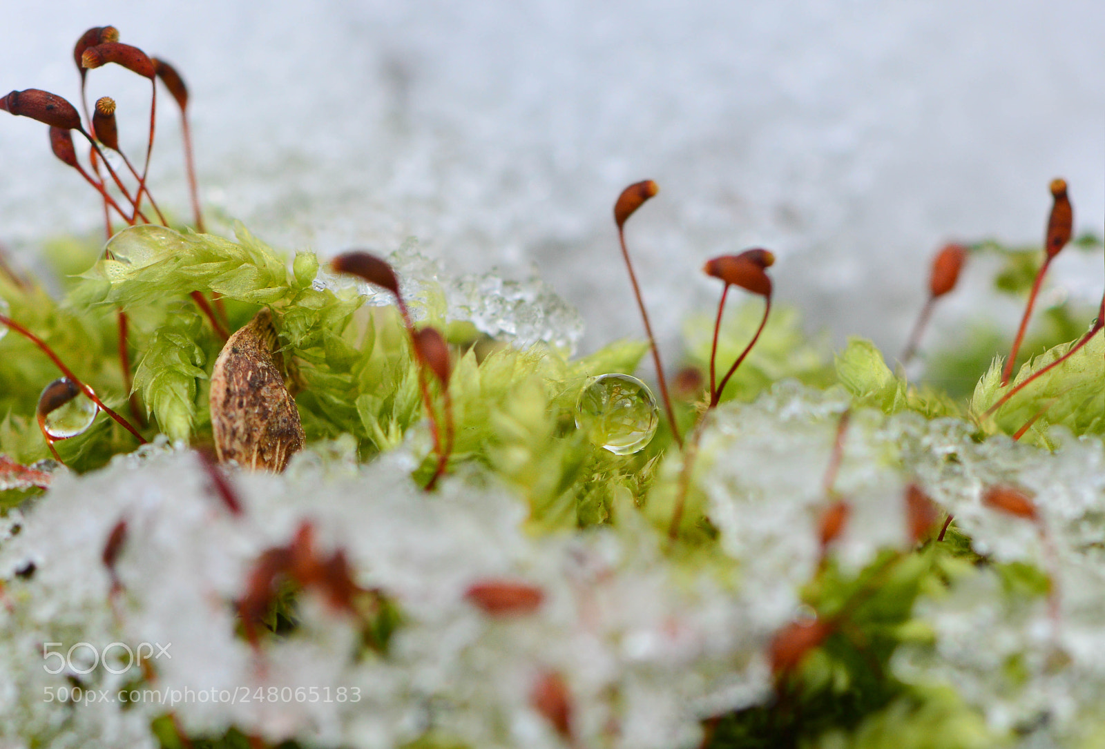 Nikon D7100 sample photo. Snow melting photography