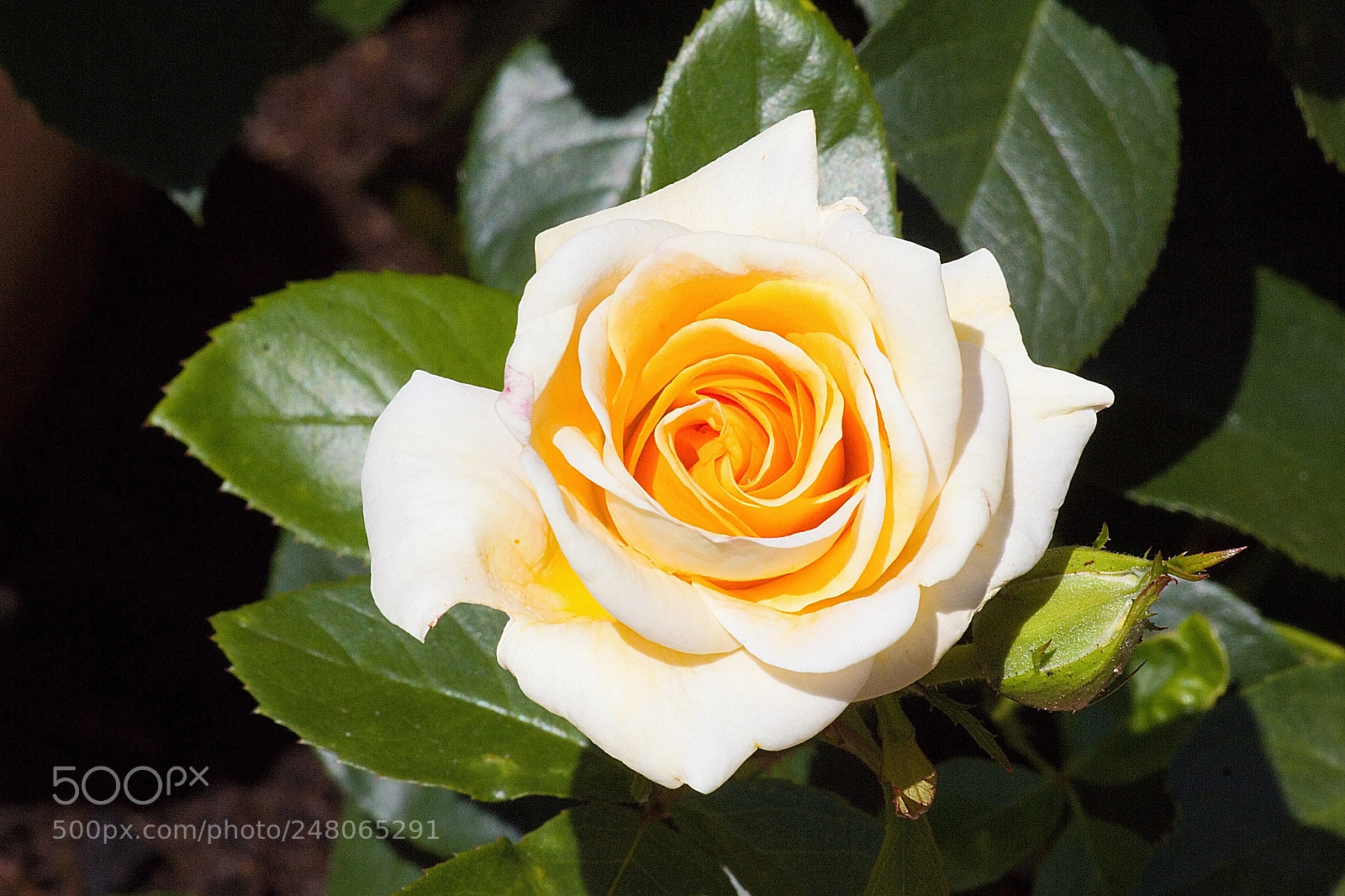 Canon EOS 60D sample photo. Rose photography