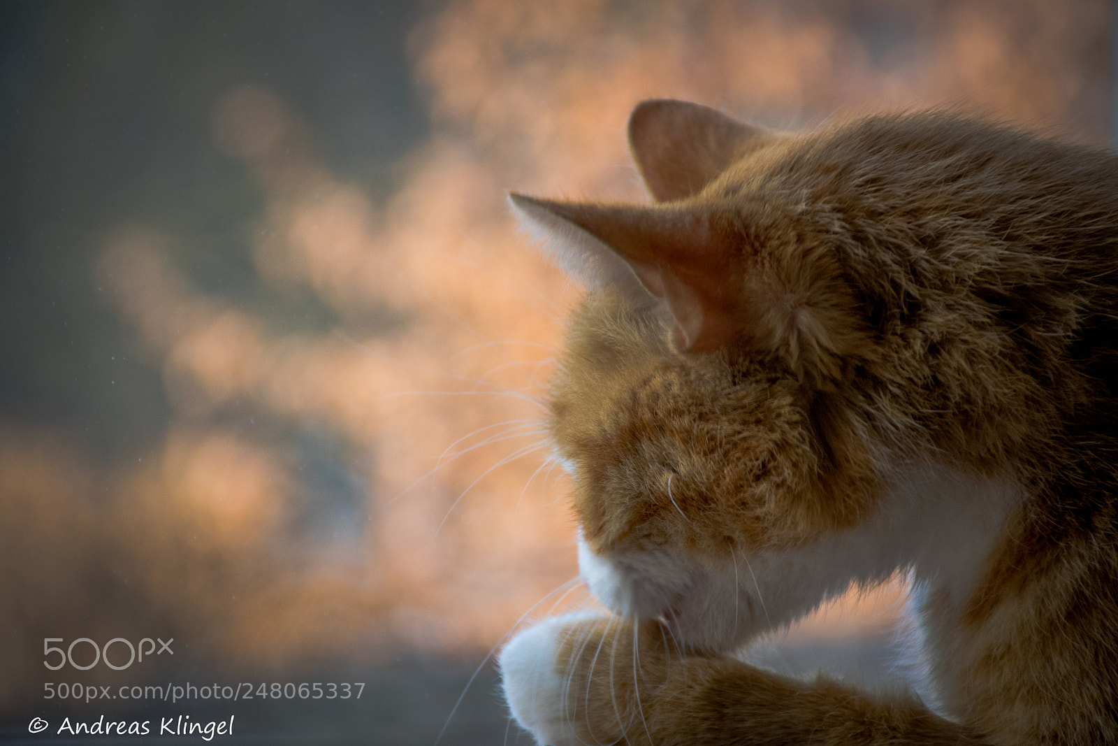 Nikon D5300 sample photo. Kitten photography