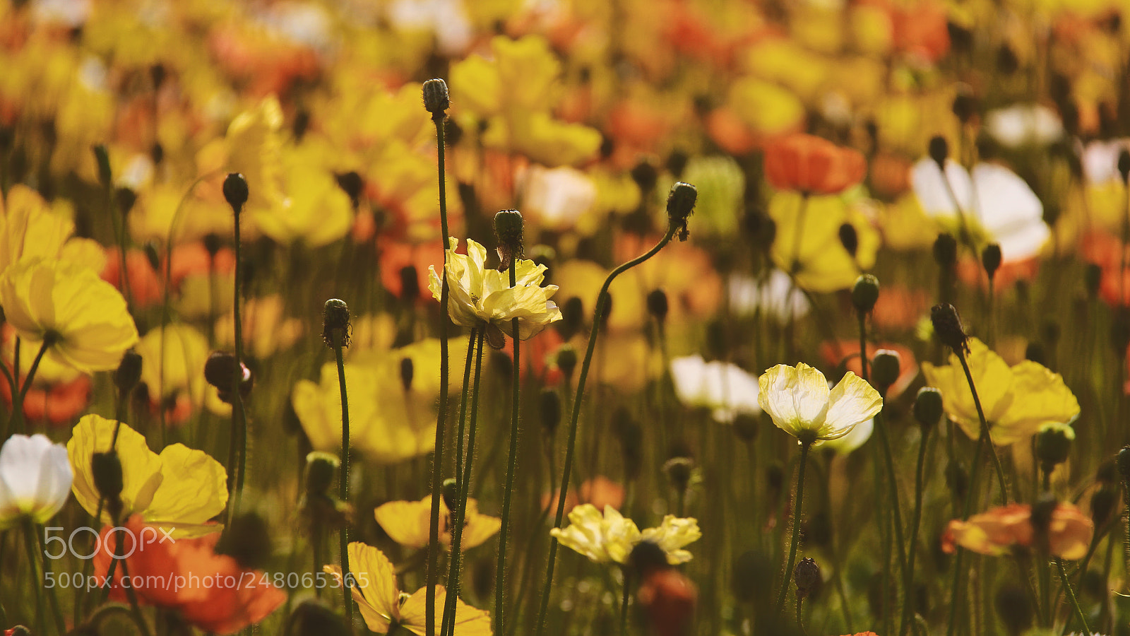 Canon EOS 60D sample photo. Untitled photography