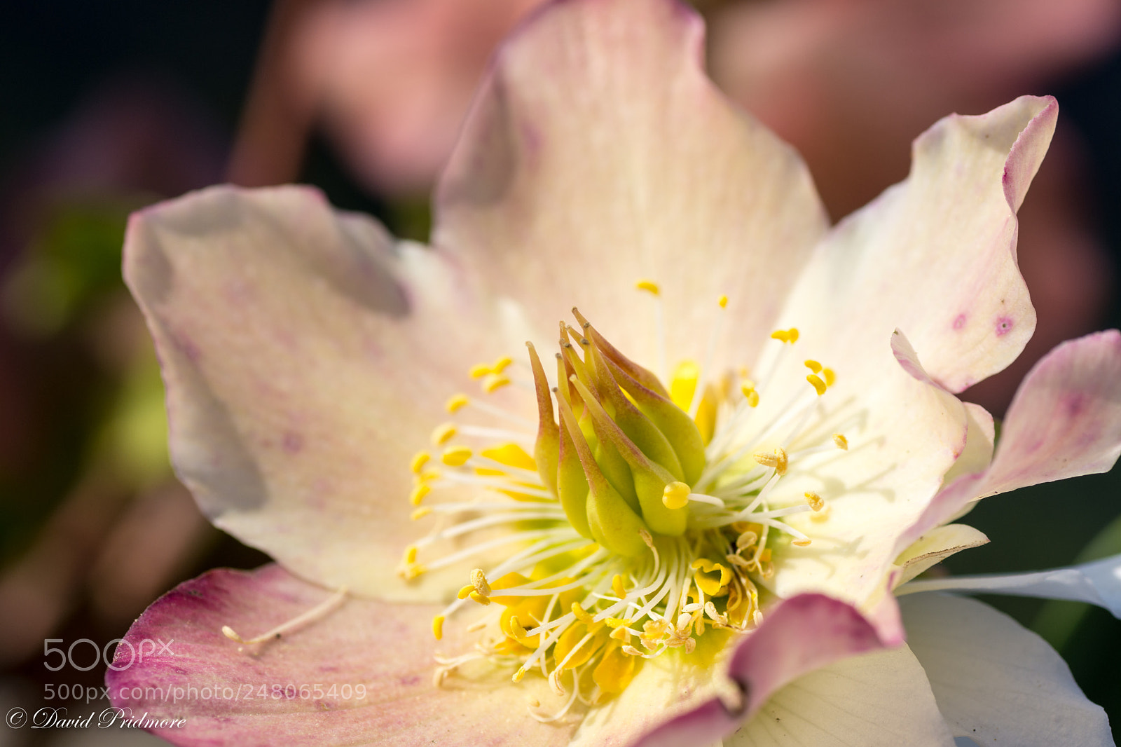 Nikon D7200 sample photo. Flower photography