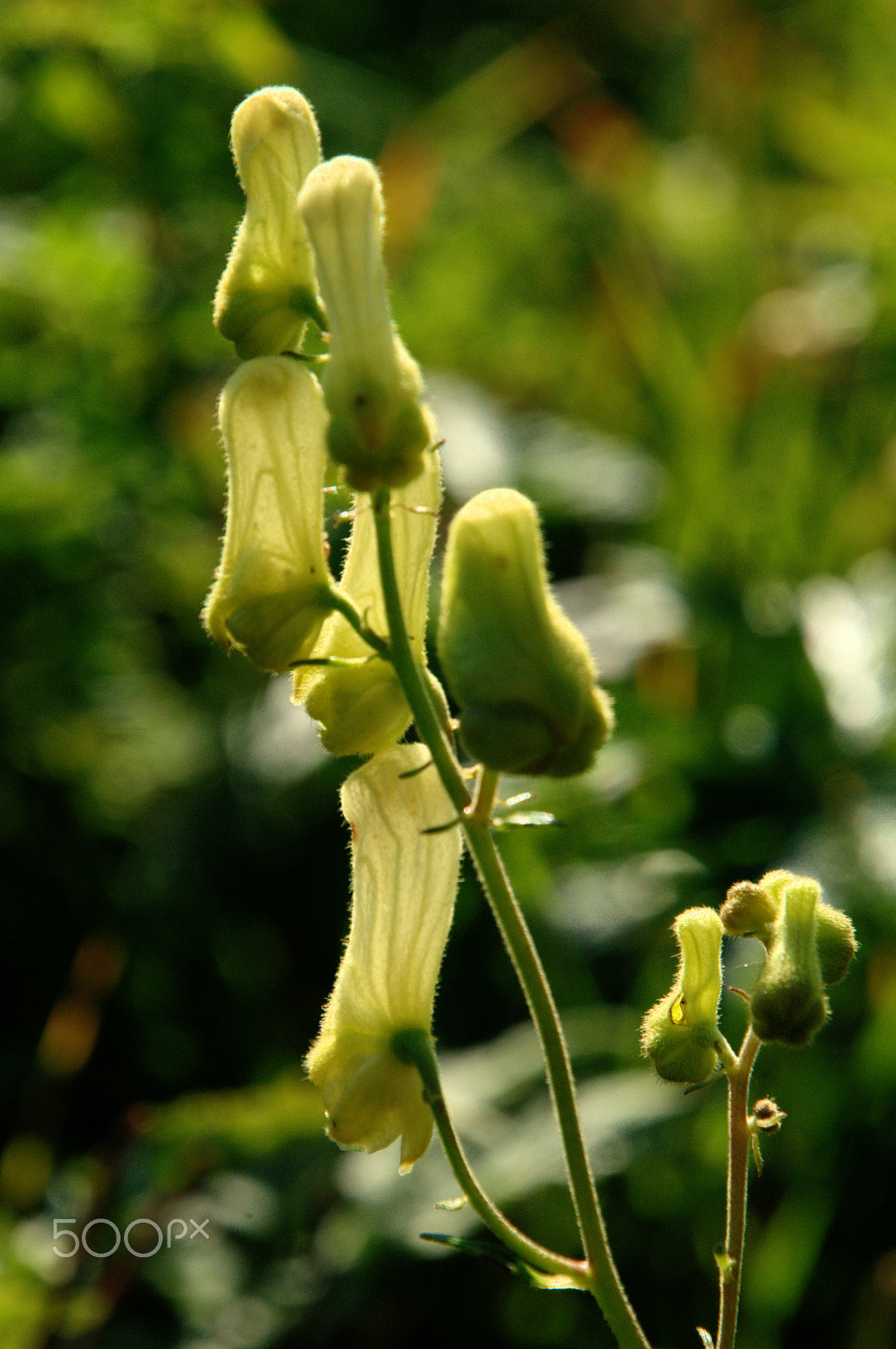 Nikon D300 sample photo. Aconitum lycoctonum photography